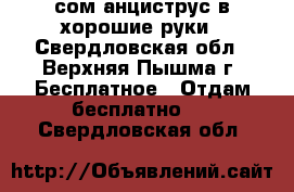 сом анциструс в хорошие руки - Свердловская обл., Верхняя Пышма г. Бесплатное » Отдам бесплатно   . Свердловская обл.